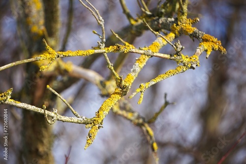 Sucha gałąź pokryta porostami photo