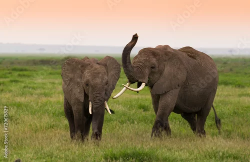 Fototapeta Rodzina słoni na afrykańskiej sawannie w Amboseli 