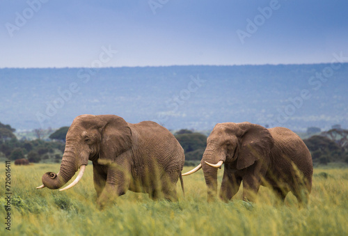 Rodzina słoni na afrykańskiej sawannie w Amboseli  © kubikactive