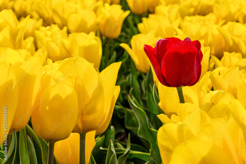 Obraz premium single red tulip in a field of yellow tulips in Flevoland, Netherlands