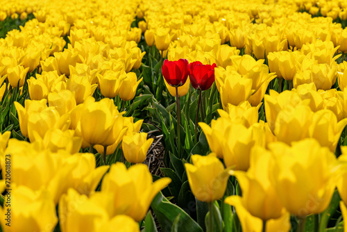 two red tulips in a field of yellow tulips in Flevoland, Netherlands