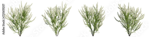 erica arborea 3D rendering, transparent background, for digital composition, illustration, architecture visualization