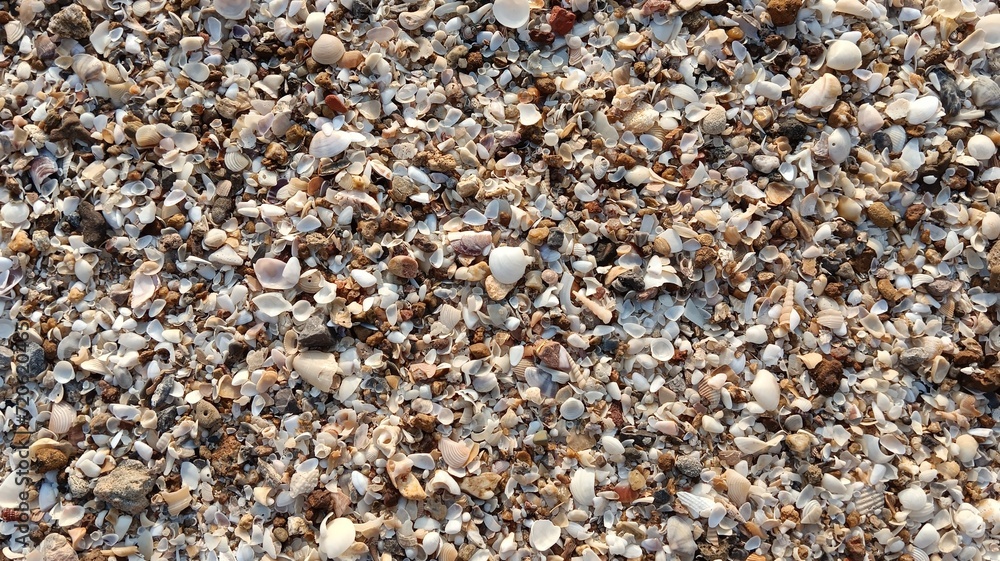 shells background shells background
