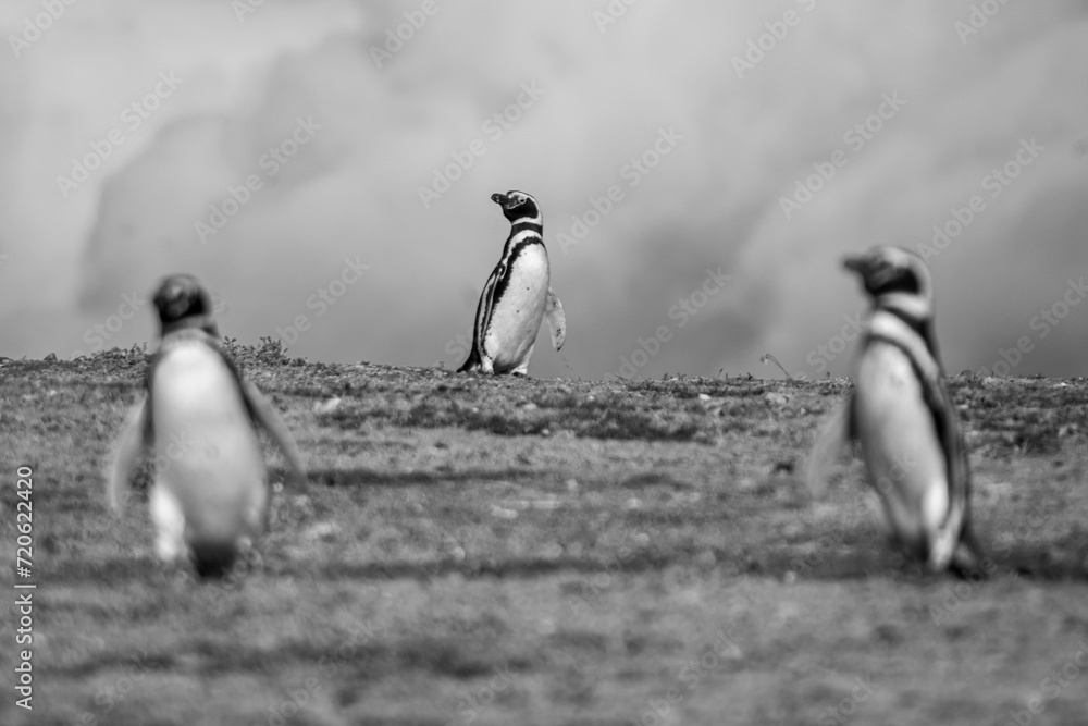 Fototapeta premium Pinguins in Patagonia