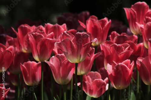 pink tulips in the garden