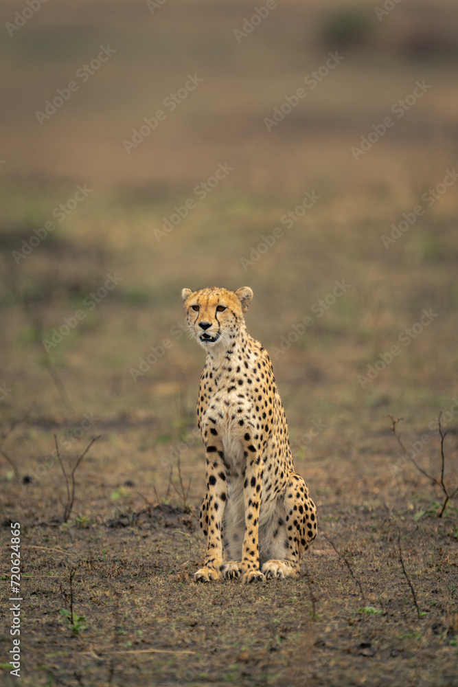 Obraz premium Cheetah sits staring on grassland in sunshine