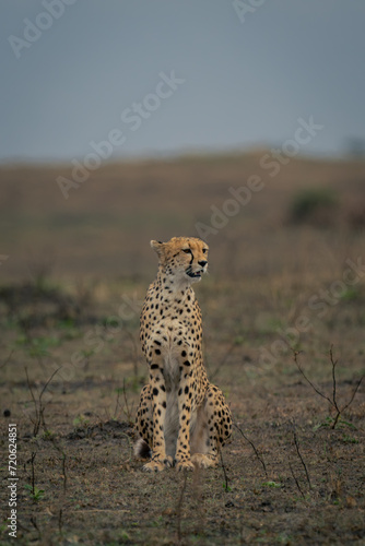 Cheetah sits in short grass turning head