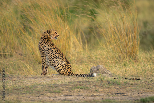 Cheetah sits on short grass looking back