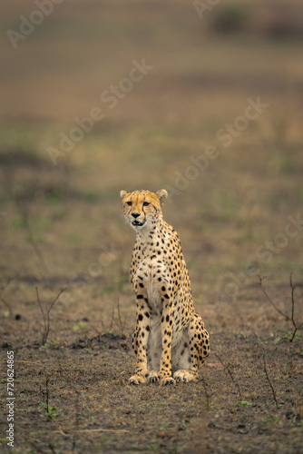 Cheetah sits staring on grassland in sunshine