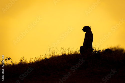 Cheetah sits turning head silhouetted against sky