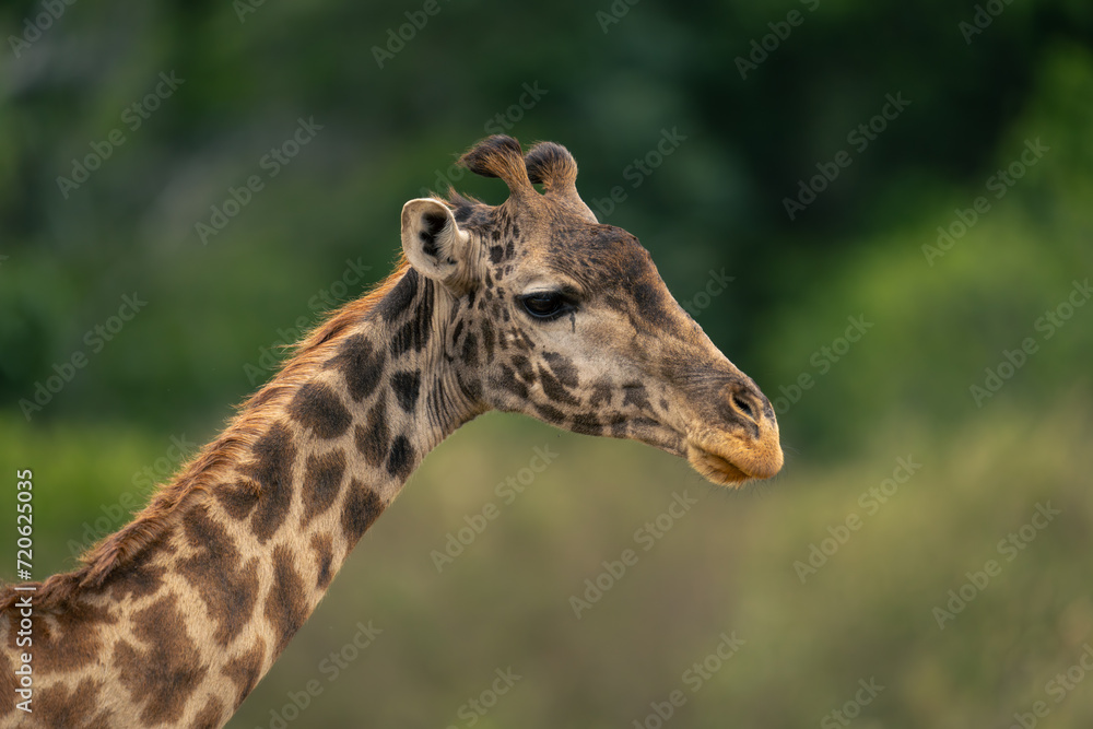 Close-up of Masai giraffe head in profile Close-up of Masai giraffe head in profile