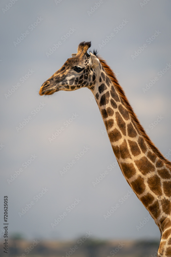 Close-up of Masai giraffe neck and head Close-up of Masai giraffe neck and head