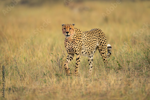 Cheetah walks across savannah in long grass