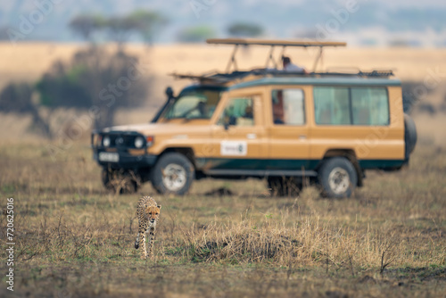 Cheetah walks away from jeep on savannah