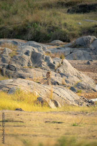 Cheetah walks over rocks straight towards camera