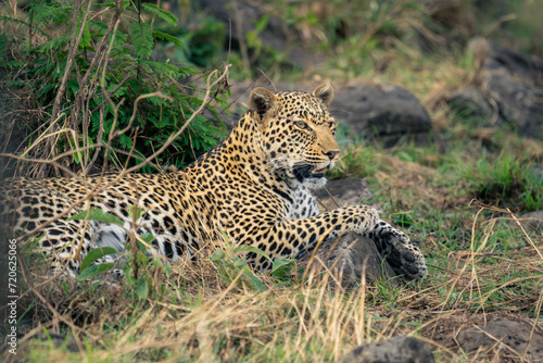 Close-up of female leopard lying among rocks