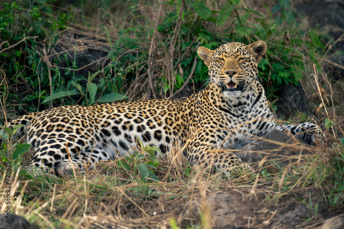 Close-up of female leopard lying closing eyes