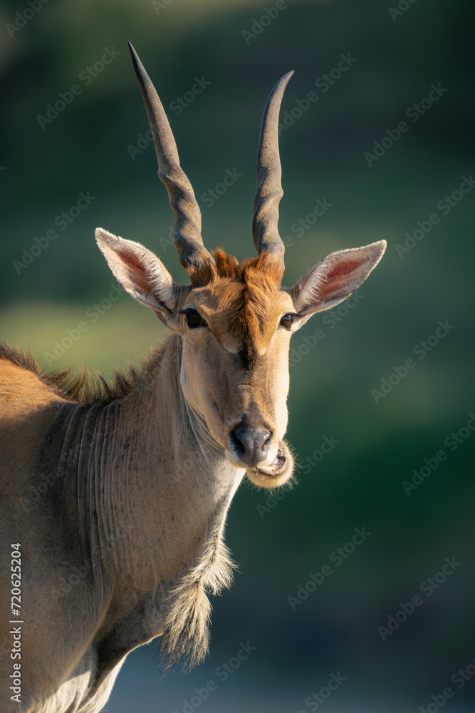 Close-up of male common eland chewing cud Close-up of male common eland chewing cud
