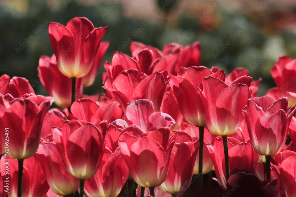 pink tulips in the garden pink tulips in the garden