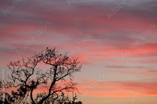 Red sunset in the forest