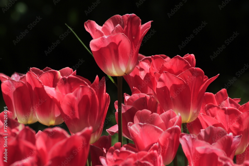 pink tulips in the garden pink tulips in the garden