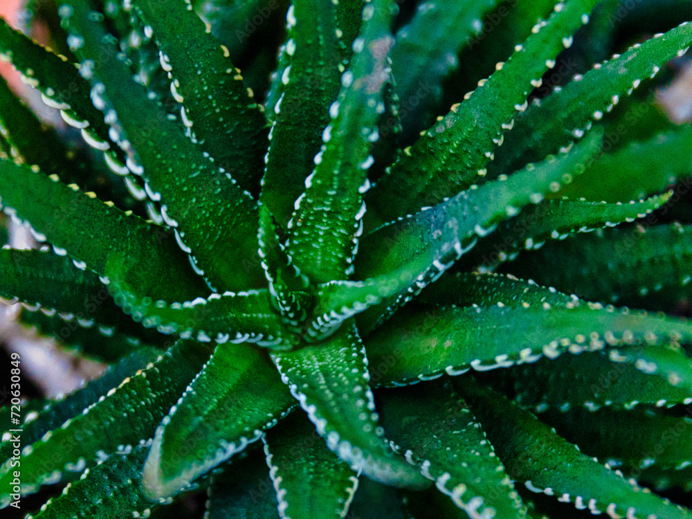 aloe vera plant aloe vera plant