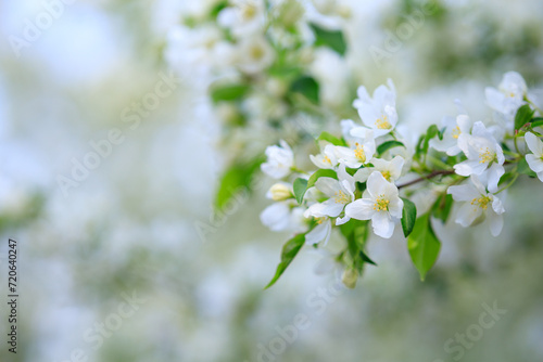 the branch of an apple tree during flowering, white flowers on the branch