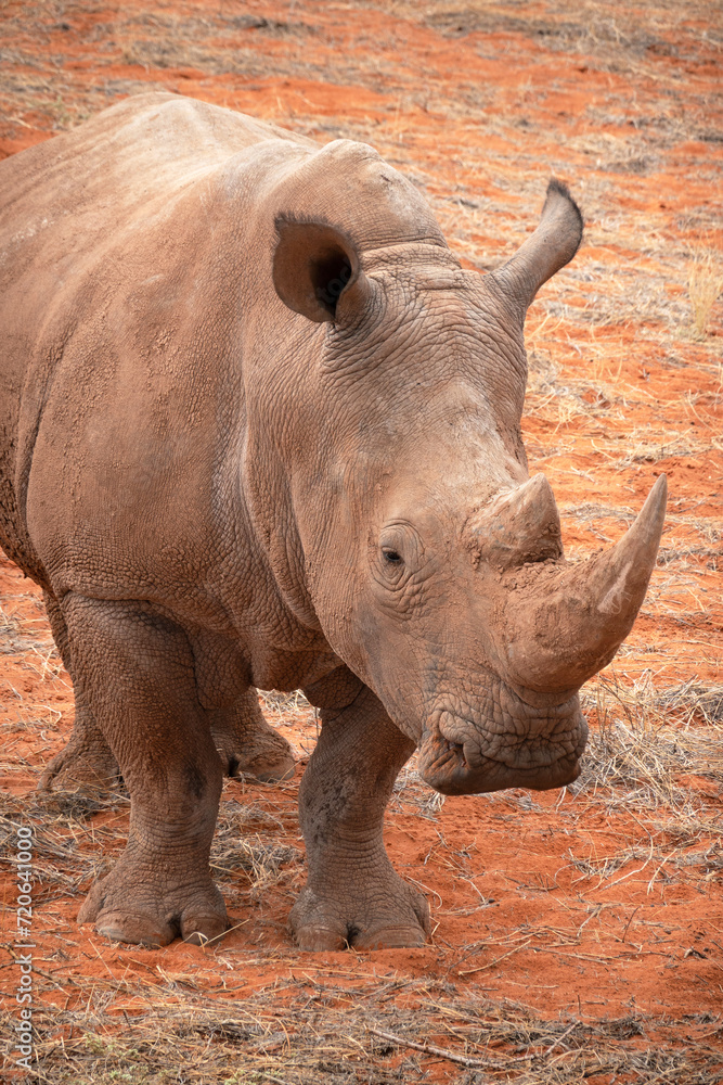Black rhinoceros (Diceros bicornis) in the red sands of the Kalahari Desert, Namibia, Africa Black rhinoceros (Diceros bicornis) in the red sands of the Kalahari Desert, Namibia, Africa