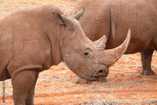 Black rhinoceros  Diceros bicornis  in the red sands of the Kalahari Desert  Namibia  Africa