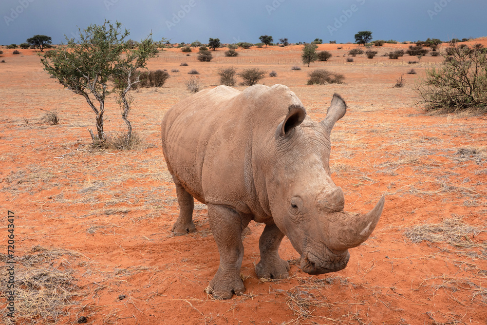 Obraz premium Black rhinoceros (Diceros bicornis) in the red sands of the Kalahari Desert, Namibia, Africa