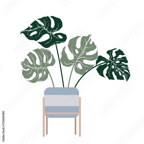 Tropical monstera leaves in flowerpots on stands.Vector graphics.