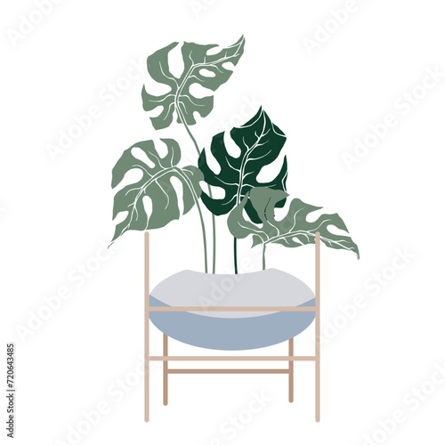 Tropical monstera leaves in flowerpots on stands.Vector graphics.