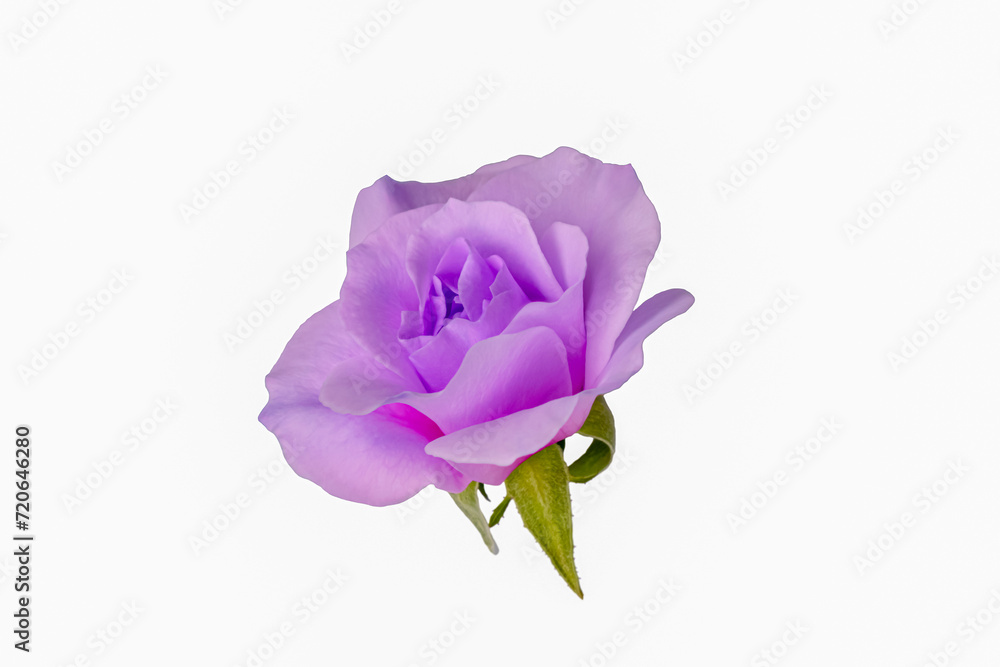 Rose flower on a white background. A flowering plant. Purple color Rose flower on a white background. A flowering plant. Purple color