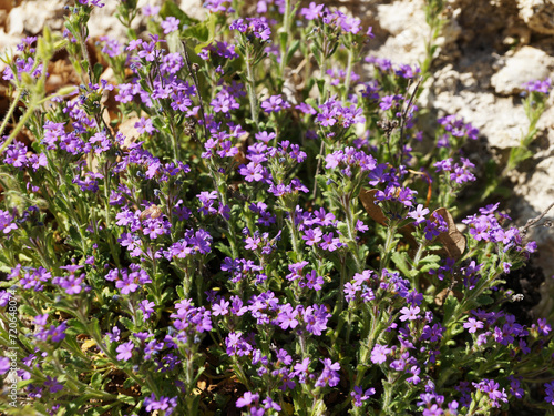 Ornamental perennial Erinus alpine of the plantain family during flowering in sunlight