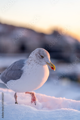 Photography Seagull enjoying the  the winter sunset time in oslo norway