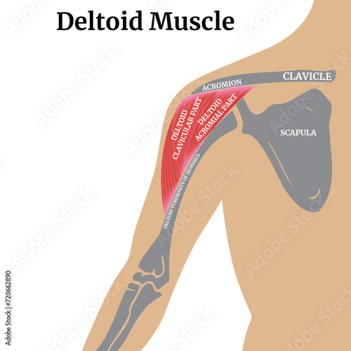 Valokuvatapetti Anatomy of the bones of the arm and shoulder blade