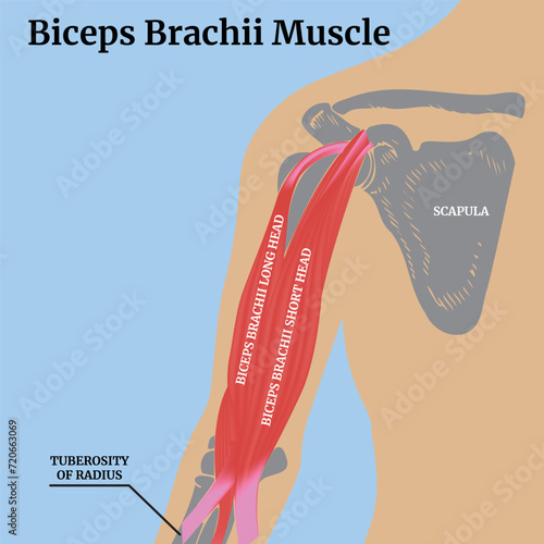 Human anatomy. Biceps brachii muscle. Medical poster. Vector illustration