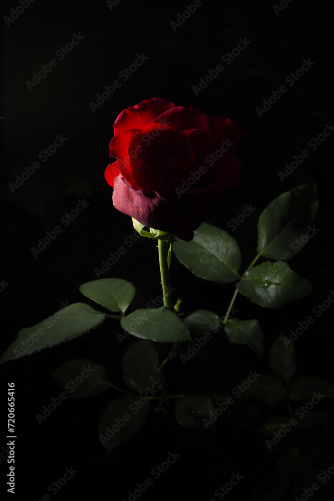 Uma bela e singela flor chamada rosa. A beleza da natureza. Bela flor. Bela rosa. Uma bela e singela flor chamada rosa. A beleza da natureza. Bela flor. Bela rosa.