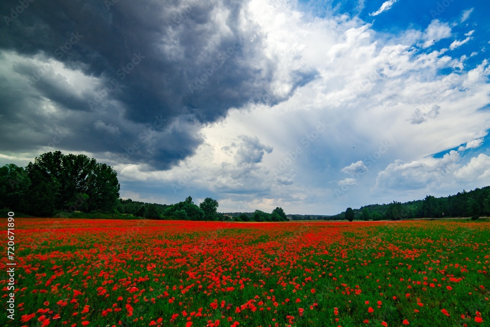 a filed of happy poppies a filed of happy poppies