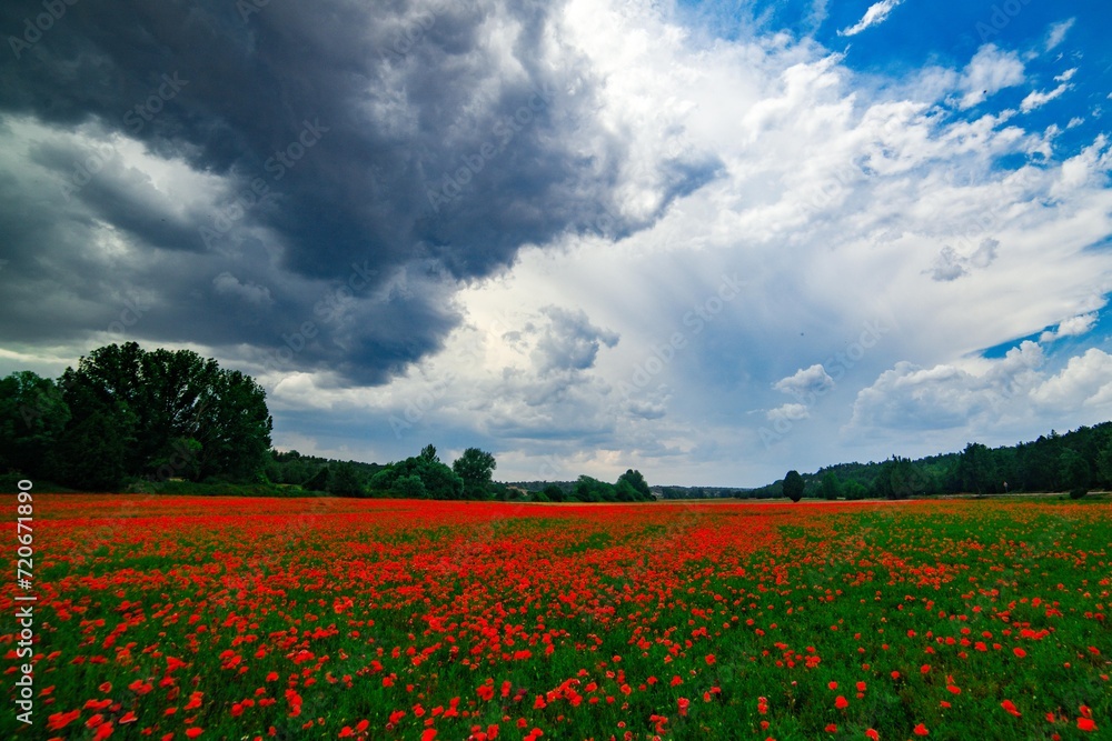 a filed of happy poppies