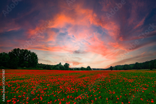 a filed of poppies at sunset