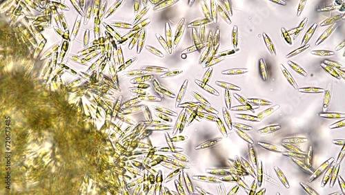 Swarm of navicula diatoms swimming dynamically sampled in Japan. Microscopy footage 400x magnification time lapse.