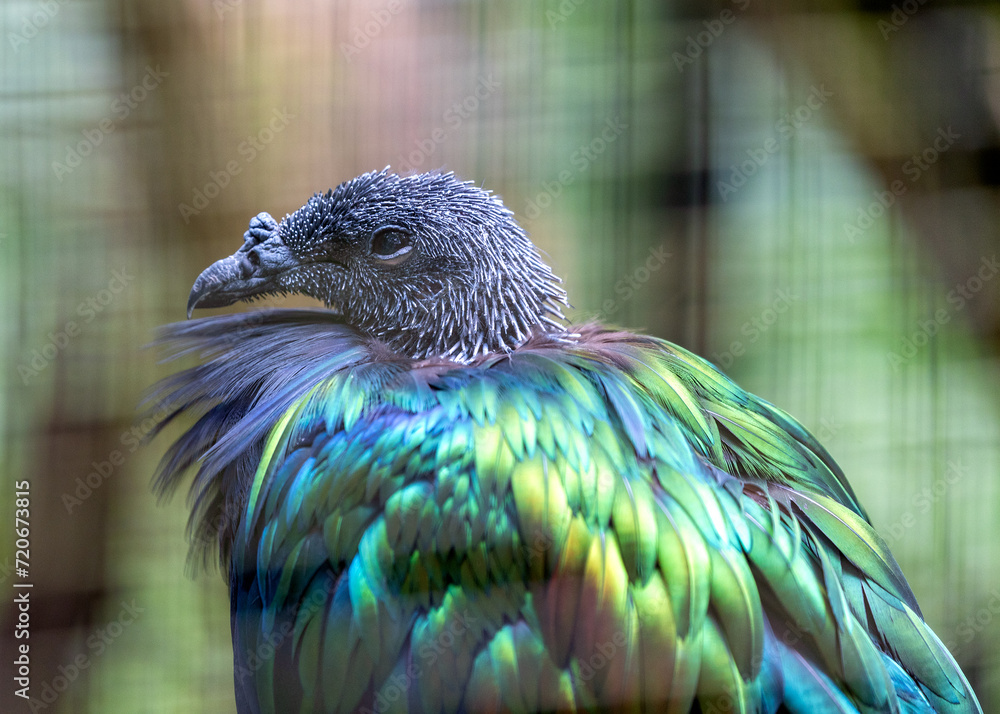Obraz premium Nicobar Pigeon (Caloenas nicobarica) in the Nicobar Islands