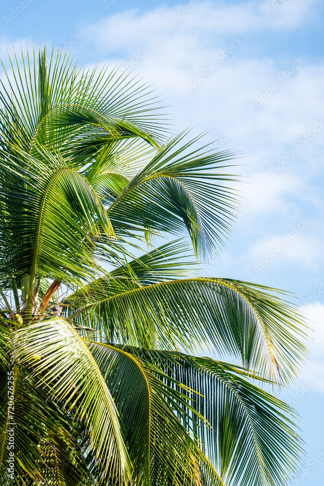 Palm tree tropical close up travel Costa Rica