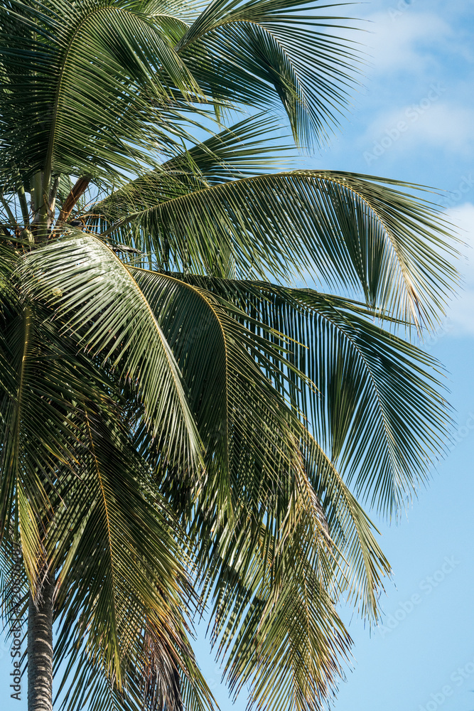 Fototapeta premium Palm tree tropical close up travel Costa Rica