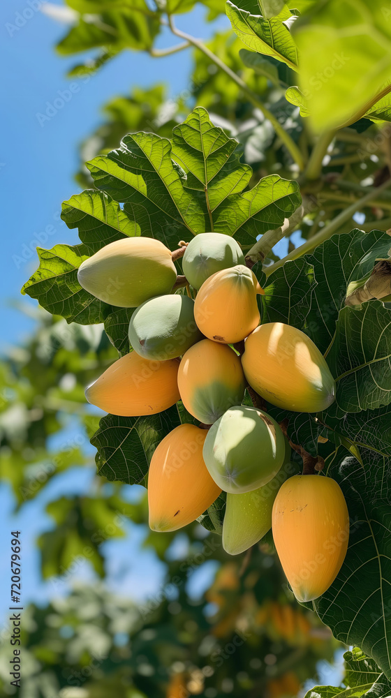 Green and yellow mangoes growing under blue sky