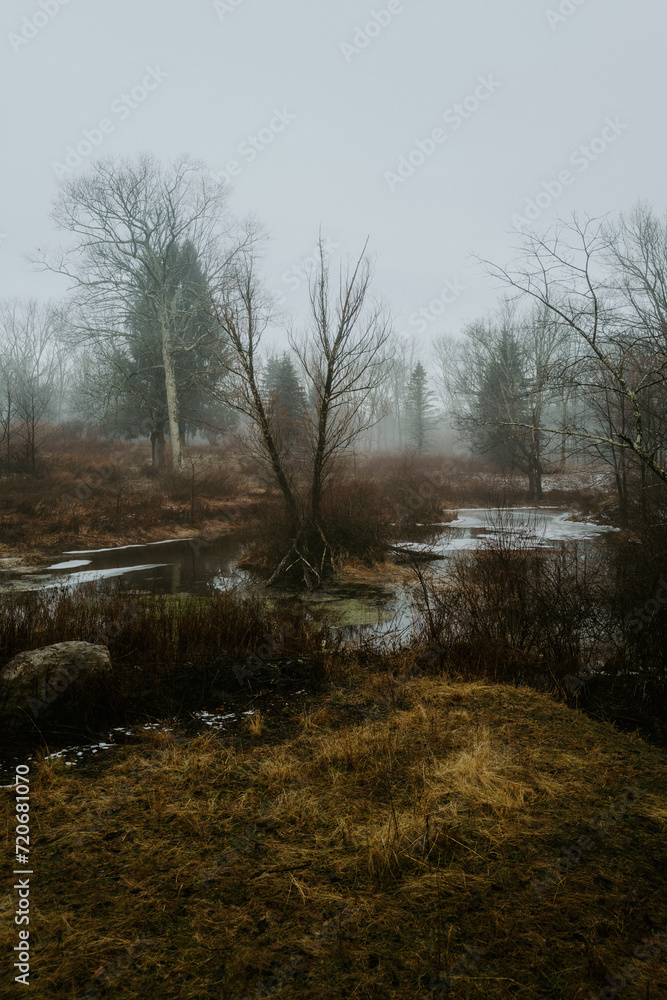 morning in the forest