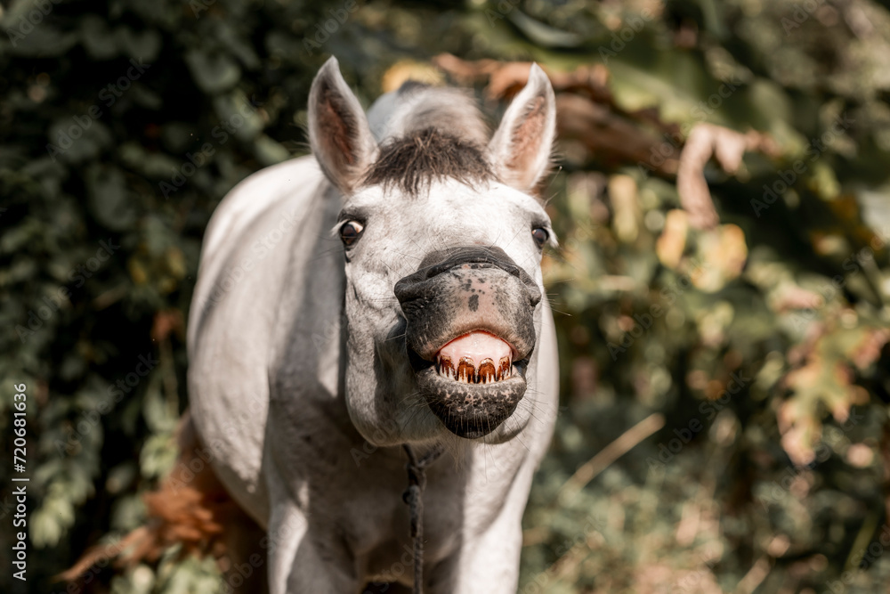 Fototapeta premium Beautiful grey white horse pony in Costa Rica tight to a rope