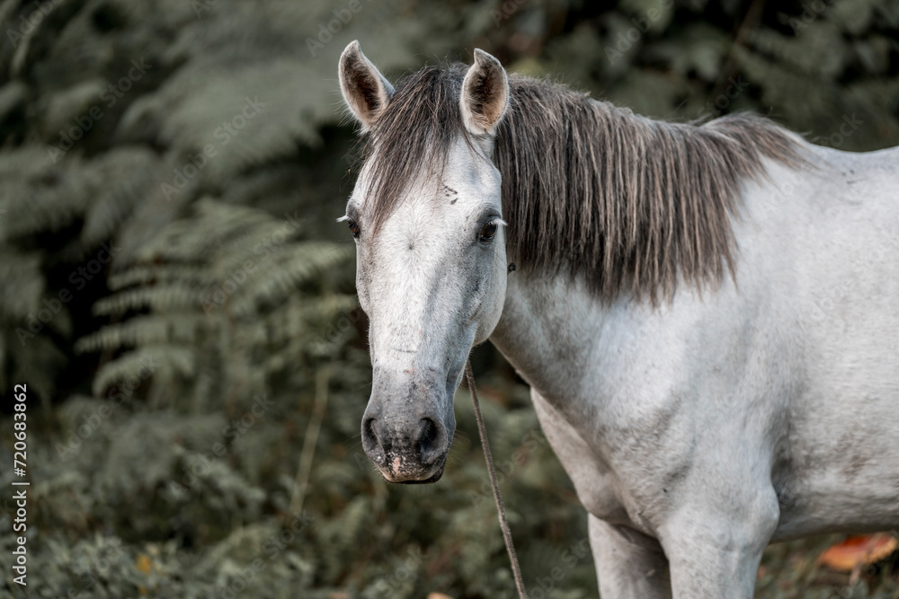 Beautiful grey white horse pony in Costa Rica tight to a rope Beautiful grey white horse pony in Costa Rica tight to a rope