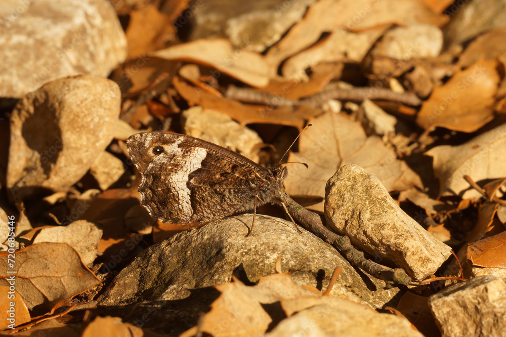 Closeup on the Grayling or Great Banded, greyling butterfly, Brintesia circe, sitting with closed wings Closeup on the Grayling or Great Banded, greyling butterfly, Brintesia circe, sitting with closed wings